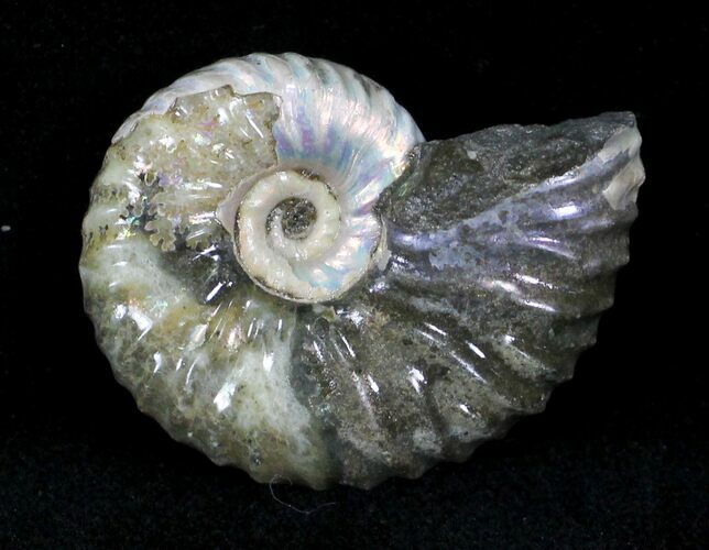 Hoploscaphites Ammonite - South Dakota #22704